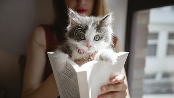 Стало известно, как часто читают книги владельцы собак и кошек