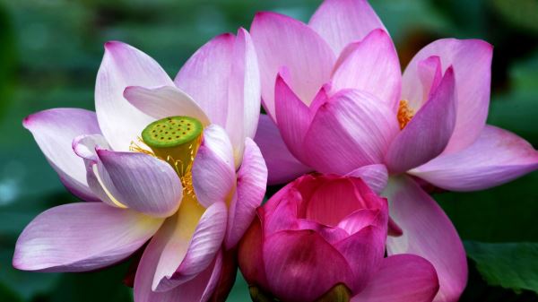 В Благовещенске именитые шеф-повара разработали авторское меню региона12