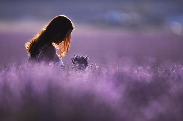 Места для самых лучших фотографий. В Крыму цветут лавандовые поля4