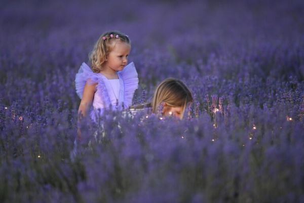 Места для самых лучших фотографий. В Крыму цветут лавандовые поля11