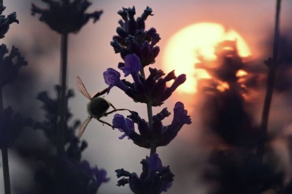 Места для самых лучших фотографий. В Крыму цветут лавандовые поля6